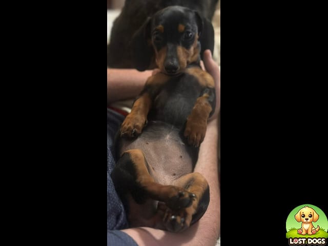 URGENT: Lost Black Dachshund in Helikonpark, Randfontein