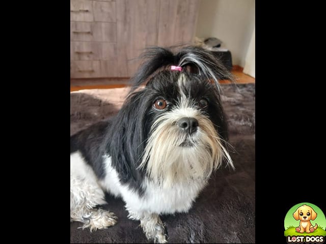 LOST: Black and White Shih Tzu – Benoni (Halifax Ave Airfield)