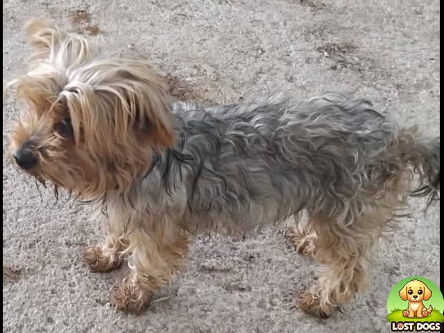 🐾 FOUND: Precious Female Yorkie in Krugersdorp North
