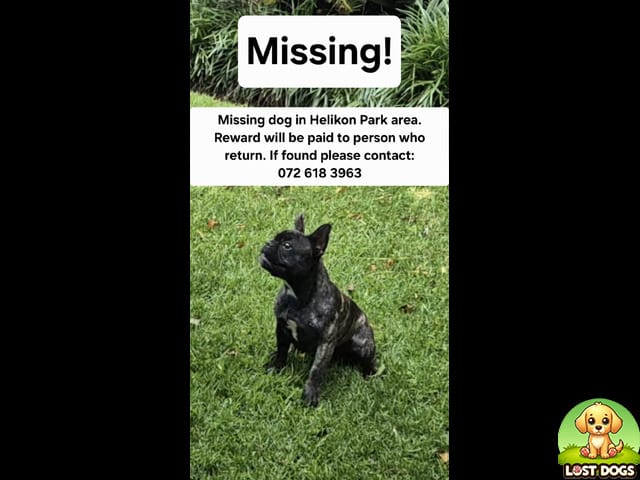 🚨 LOST: Brindle French Bulldog in Helikon Park, Randfontein