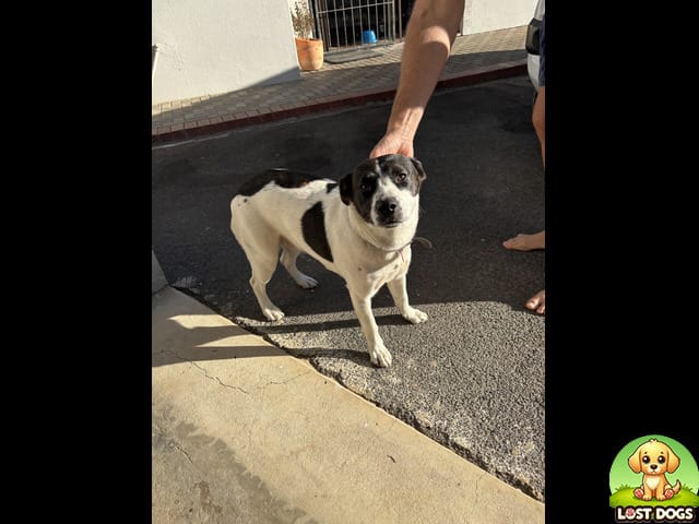 🐾 FOUND: Small Dog in Durbanville (Baxter Avenue / Louw Street)