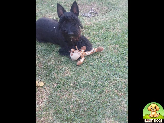 LOST: Pokkel – Friendly Scottish Terrier in Ermelo (Mpumalanga)