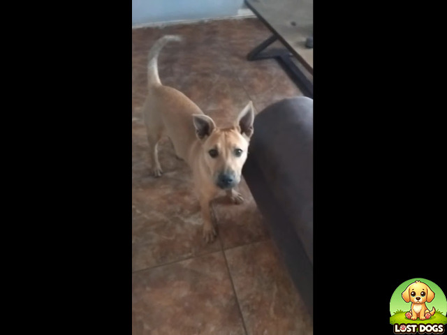 LOST DOG: Jack - Giant Breed in 4270 Area